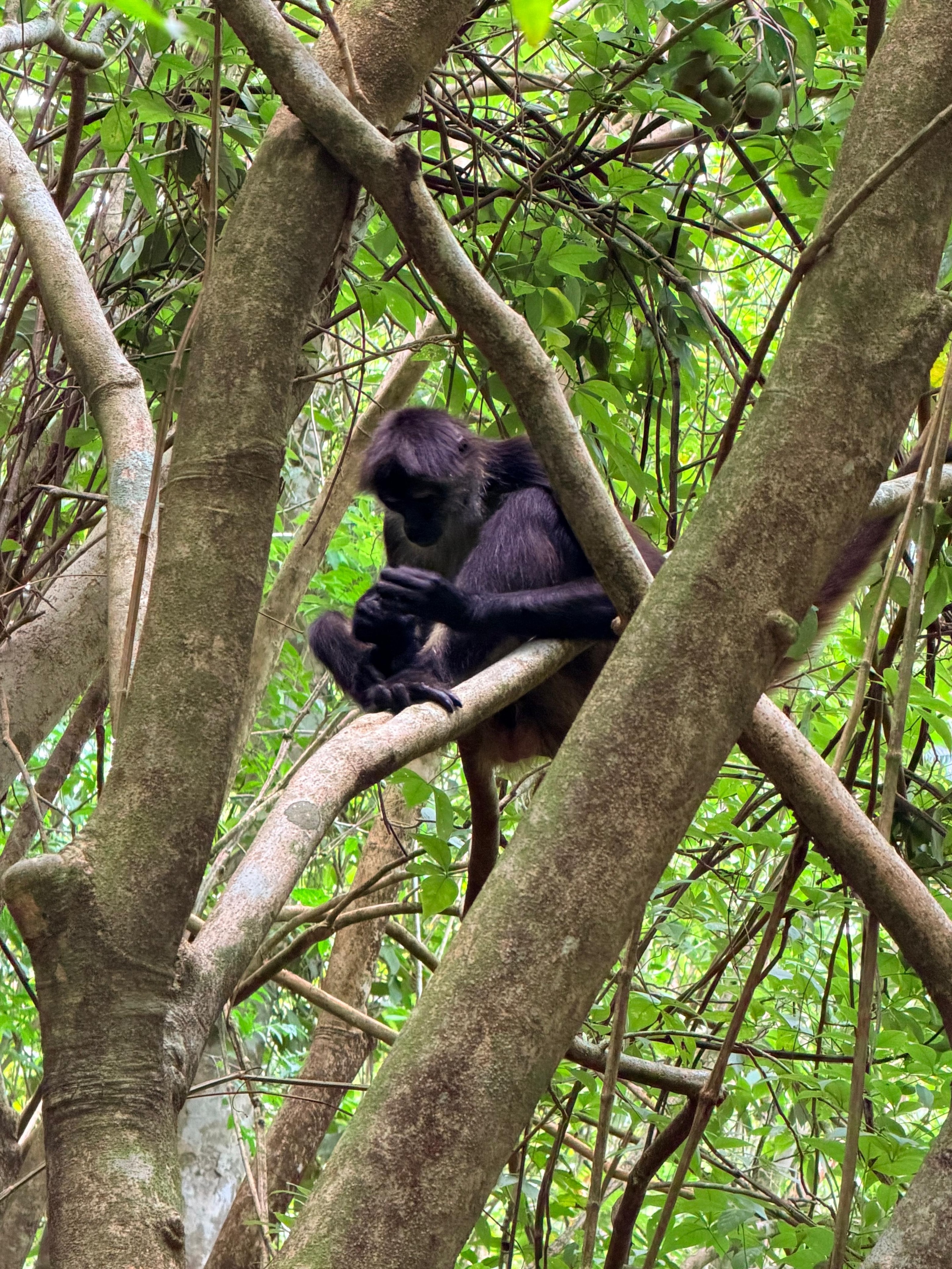 Mono araña en la selva